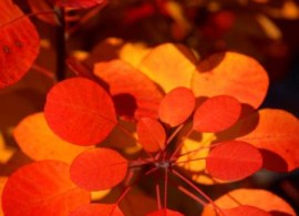 cotinus flamissimo (10)6